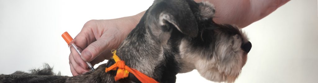 Diabetes bei Hunden 1 Was Sie zu Symptomen, Behandlung und Prognose wissen müssen