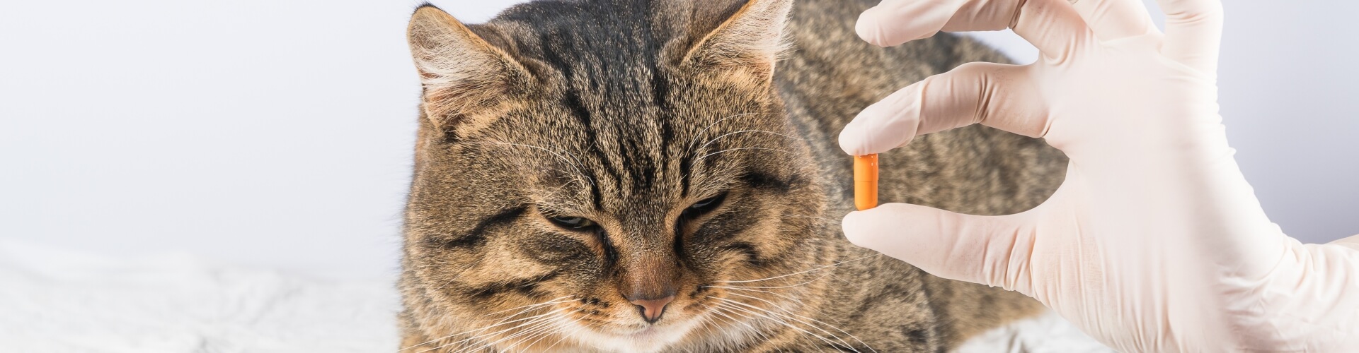 PETPROTECT Magazin: Diabetes bei Katzen - Ursachen, Risiken, Symptome und Behandlung