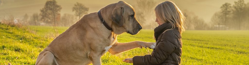 Die Körpersprache von Hunden 1 Auf diese 8 Dinge sollten Sie achten