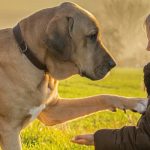 PETPROTECT Magazin: Die Körpersprache von Hunden - Auf diese 8 Dinge sollten Sie achten