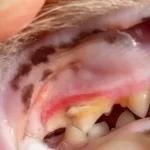 PETPROTECT Magazin: Die richtige Zahnpflege bei Katzen