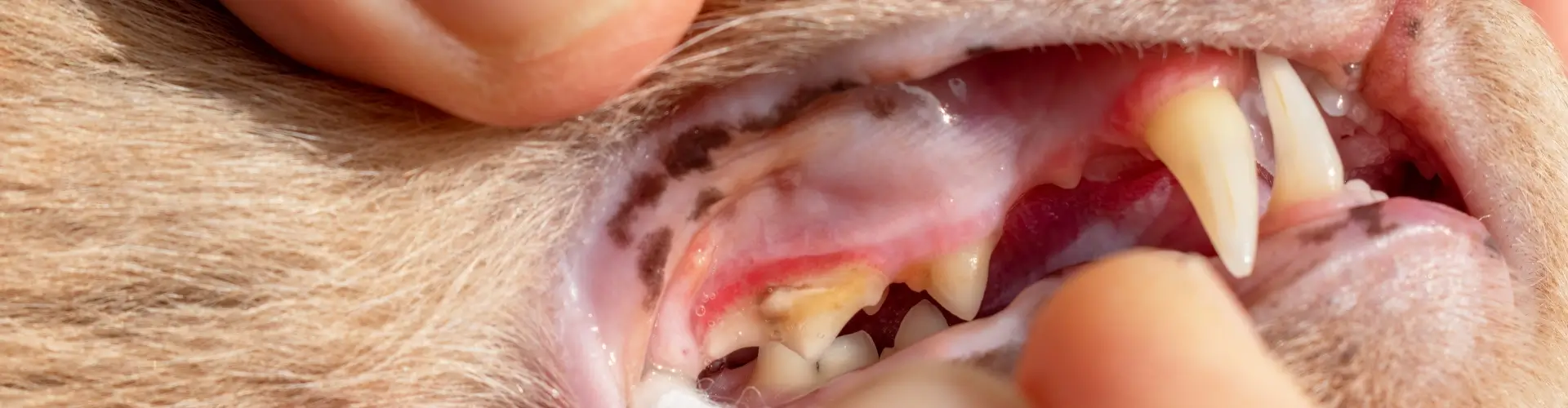 PETPROTECT Magazin: Die richtige Zahnpflege bei Katzen