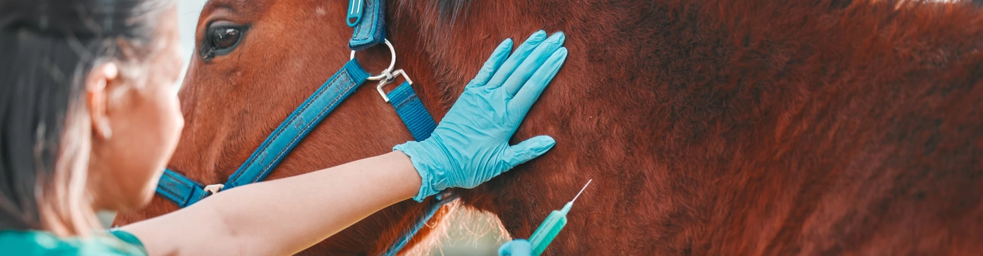 PETPROTECT Magazin: Die wichtigsten Operationen beim Pferd und ihre Kosten im Überblick