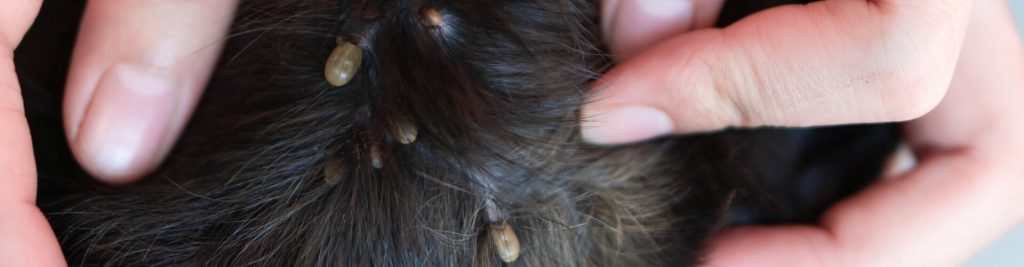 Endo- und Ektoparasiten bei Hunden 1 headerbild endo und ektoparasiten bei hunden 1920x500 tinypng