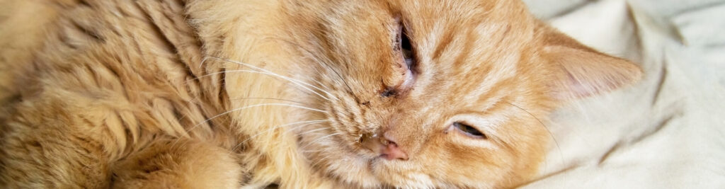 Feline Infektiöse Peritonitis 1 So können Sie Ihre Katze schützen