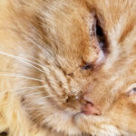 PETPROTECT Magazin: Feline infektiöse Peritonitis - So können Sie Ihre Katze schützen