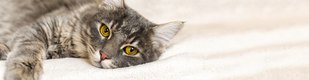 Fieber bei Katzen erkennen und richtig behandeln 1 Ursachen, Symptome & Therapie