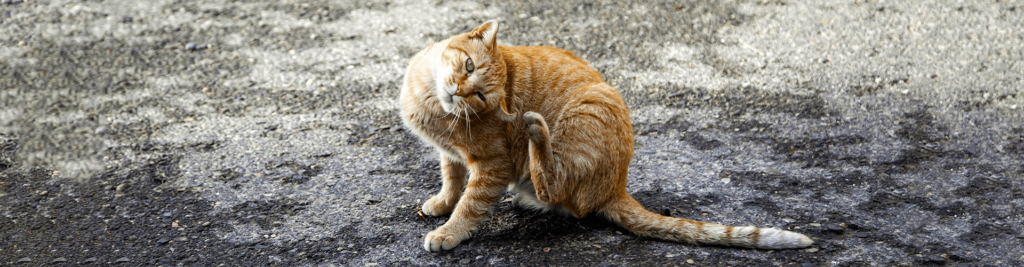 Flöhe bei Hunden und Katzen 1 Erkennen, behandeln und erfolgreich vorbeugen