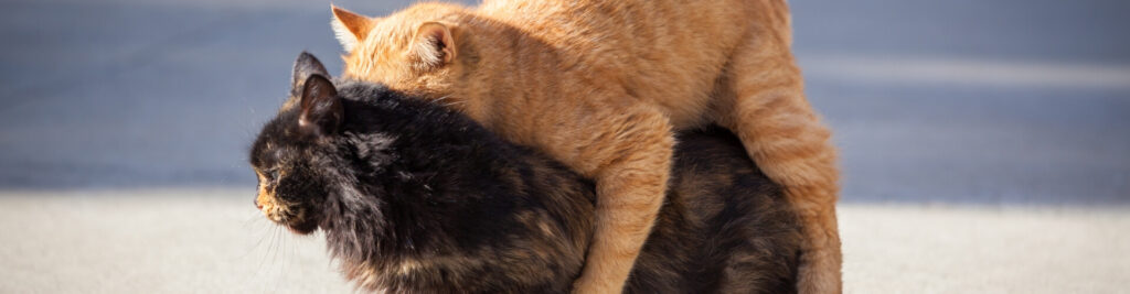 Das Paarungsverhalten von Katze und Kater