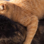 PETPROTECT Magazin: Ganz schön rollig - Das Paarungsverhalten von Katze und Kater