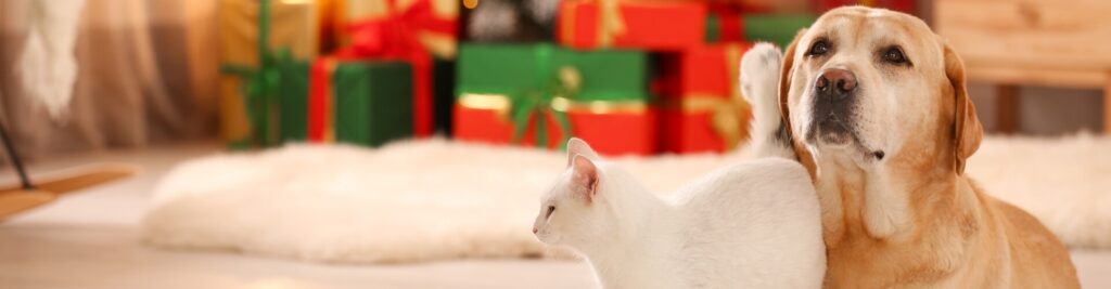 Gefährliche Weihnachten 1 Auf diese 10 Dinge sollten Haustierbesitzer achten