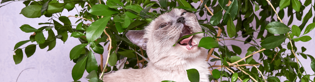 Gefahren für Hunde und Katzen im Haushalt 1 headerbild gefahren im haushalt 1920x500 1