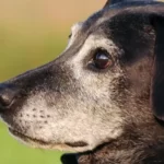 PETPROTECT Magazin: Gesundheit im Alter - Die richtige Pflege für Hundesenioren