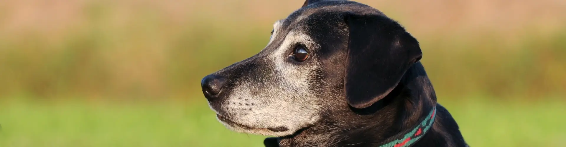 PETPROTECT Magazin: Gesundheit im Alter - Die richtige Pflege für Hundesenioren