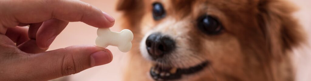 Gesundheits-Boost für die Darmflora 1 Präbiotika und Probiotika bei Hunden