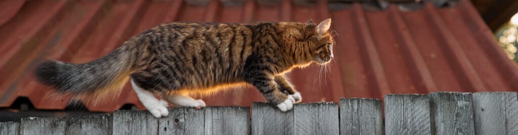 Gleichgewichtsstörungen bei Katzen 1 Ursachen, Symptome und Behandlungsmöglichkeiten
