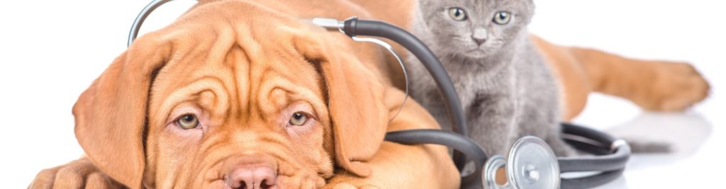 GOT - Was Sie zur Gebührenordnung für Tierärzte wissen müssen 1 headerbild got was sie zur gebuehrenordnung der tieraerzte wissen muessen 1920x500 tinypng