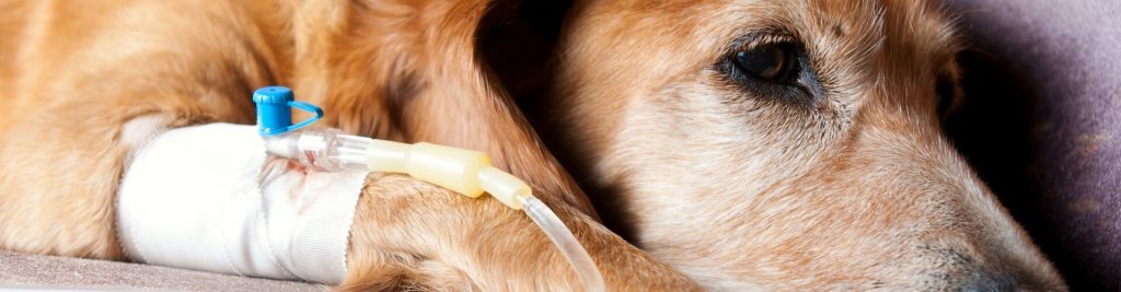 Hepatitis beim Hund 1 Ursachen, Symptome und Behandlung der ansteckenden Leberentzündung