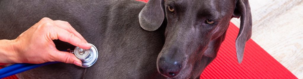 Herzprobleme bei Hunden 1 Erkrankungen, Ursachen und Symptome