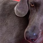 PETPROTECT Magazin: Herzprobleme bei Hunden - Erkrankungen, Ursachen und Symptome