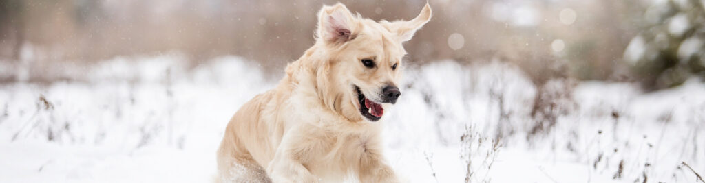 So schützen Sie Ihren Hund vor Kälte, Schnee und Eis