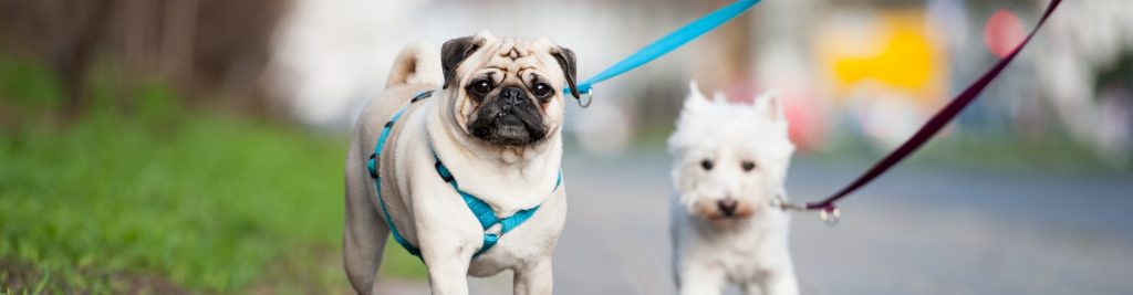 Hundegeschirre 1 Welche Typen gibt es und was sind die Vor- und Nachteile?