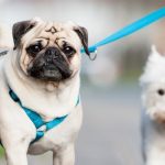 PETPROTECT Magazin: Hundegeschirre - Welche Typen gibt es und was sind die Vor- und Nachteile?