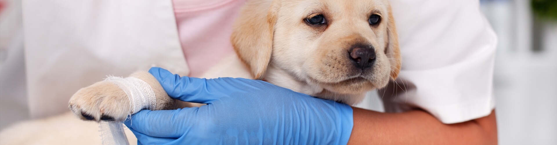 Hundekrankenversicherung für Welpen - PETPROTECT