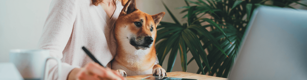Hundesteuer 1 Was Sie zur An- und Abmeldung wissen müssen
