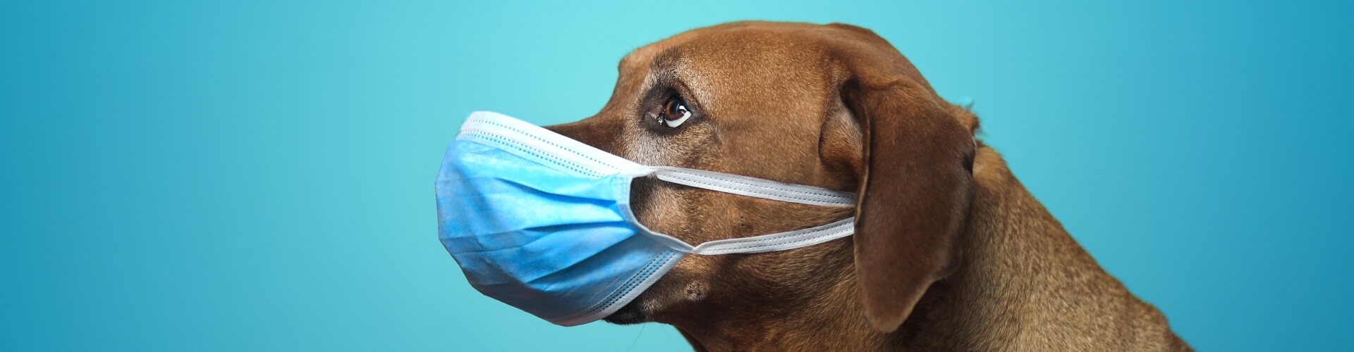 PETPROTECT Magazin: Ist das Coronavirus für meinen Hund gefährlich?