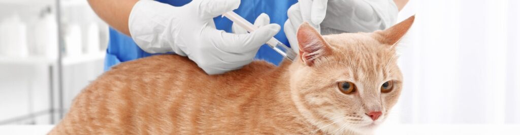 Die wichtigsten Impfungen für Ihre Katze