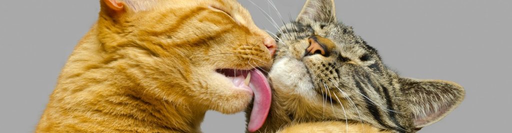 Katzenleukämie 1 Alles, was Sie über die Erkrankung wissen müssen