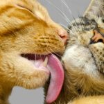 PETPROTECT Magazin: Katzenleukämie - Alles, was Sie über die Erkrankung wissen müssen