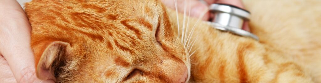 Katzenseuche 1 Was Sie über die Viruserkrankung wissen müssen