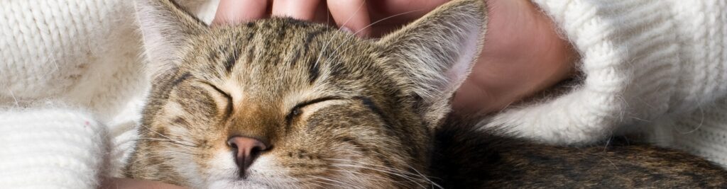 Krankenversicherung für Katzen 1 Lohnt es sich?