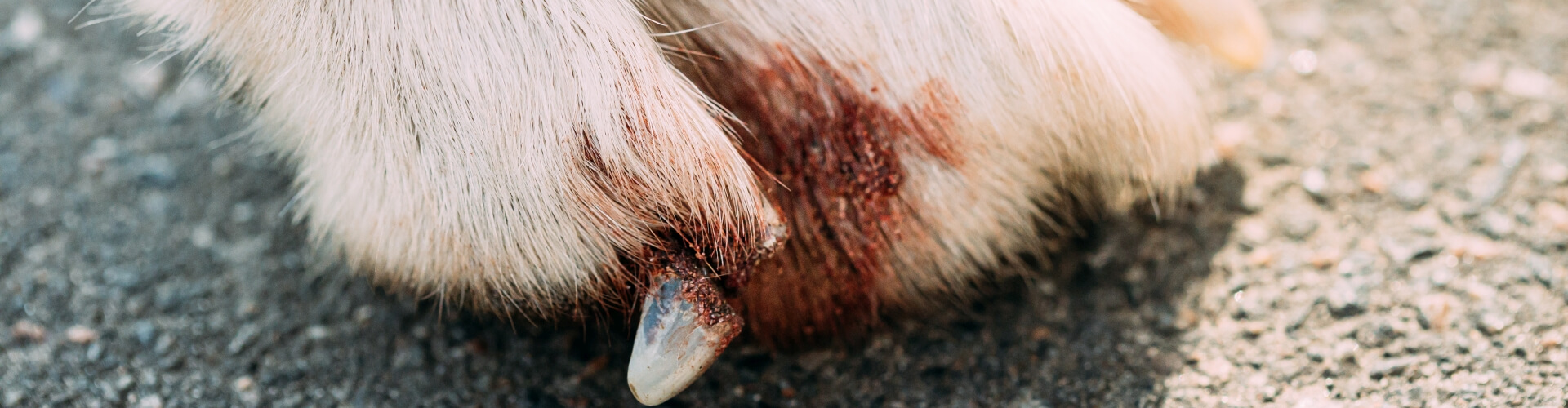 PETPROTECT Magazin: Mein Hund humpelt - Ursachen und Behandlungsmöglichkeiten