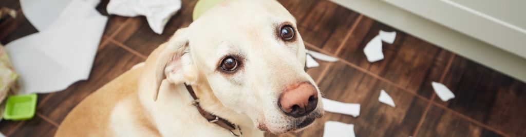 Mietsachschäden in der Hundehaftpflichtversicherung 1 Worauf muss ich achten?