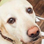 PETPROTECT Magazin: Mietsachschäden in der Hundehaftpflichtversicherung - Worauf muss ich achten?