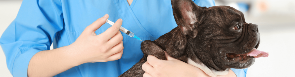 Welche Impfungen braucht mein Hund? 1 headerbild notwendige hundeimpfungen 1920x500 1