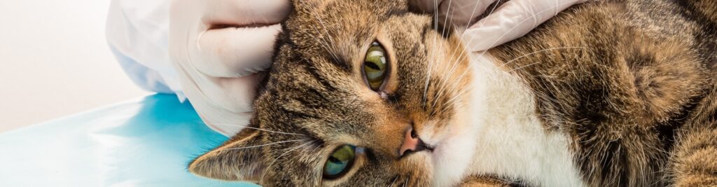 Ohrmilben bei Katzen 1 Erkennen, behandeln und vorbeugen