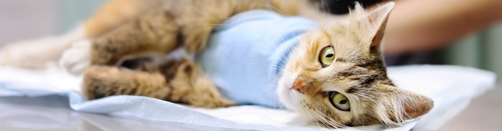 OP-Versicherung versus Tierkrankenversicherung 1 Wo liegt der Unterschied?