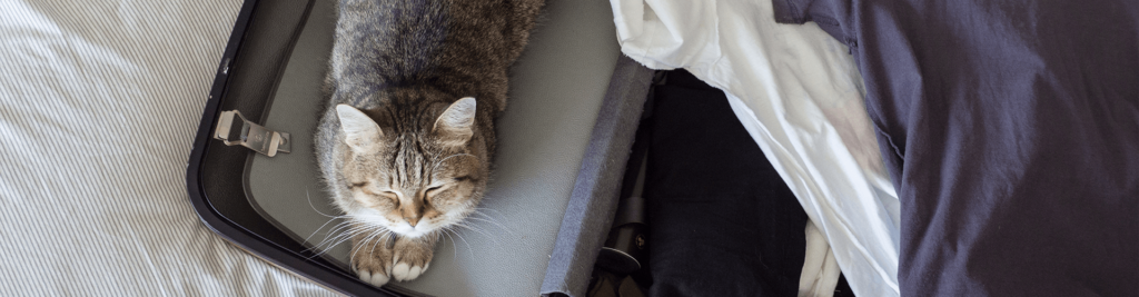 Reisen mit der Katze 1 Was Sie beachten müssen