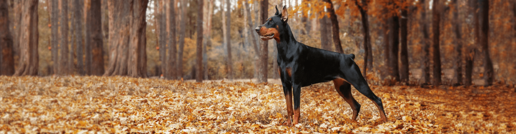 Reizthema Listenhunde 1 Welche Versicherungsregeln gelten wo?