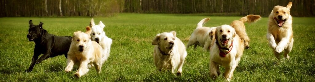 Rudel und Rudelstellung 1 Hunde und ihr Verhalten besser verstehen