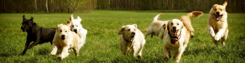 Hunde und ihr Verhalten besser verstehen