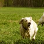 PETPROTECT Magazin: Rudel und Rudelstellung - Hunde und ihr Verhalten besser verstehen