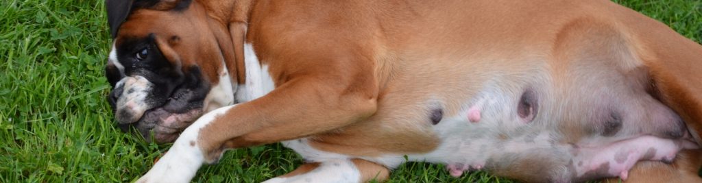 Scheinträchtigkeit bei Hündinnen 1 headerbild scheintraechtigkeit bei huendinnen 1920x500 tinypng