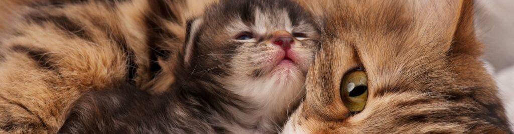 Schwangerschaftsvorsorge bei Katzen 1 Wir beantworten die wichtigsten Fragen