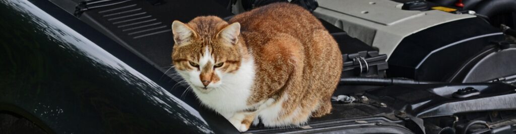Selten, aber extrem tödlich -<br>Ethylenglykolvergiftung bei Katzen 1 headerbild selten aber extrem toedlich ethylenglykolvergiftung bei katzen 1920x500 tinypng