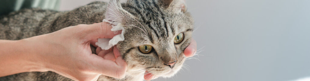 So halten Sie die Ohren Ihrer Katze richtig sauber 1 headerbild so halten sie die ohren ihrer katze richtig sauber 1920x500 tinypng